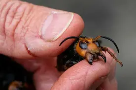 最恐怖的入侵物种？美国遭遇亚洲杀人大黄蜂入侵，它们有多危险？图片