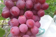 把握好葡萄套袋的时间就能减少病害的发生，你知道为什么吗图片