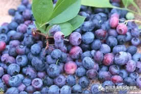 抗新冠肺炎多吃12种食物提高免疫能力图片