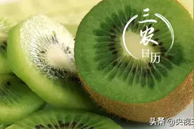 是真的！热水泡过的猕猴桃榨汁，维生素C含量更高图片