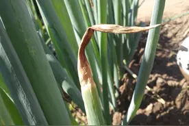 秋季大葱黑斑病频发不知咋办？打药不是关键，做好预防才是重点图片