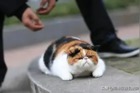 加菲猫被失主偷回，拾得人告上法院 咋回事儿？图片