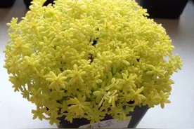 黄金草叶子生长快，不用半个月的时间，一片挨着一片满盆叶子图片