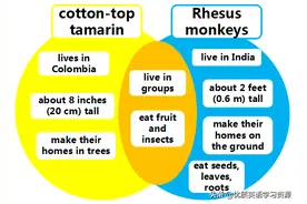 英语原版阅读：Meet the Monkeys图片