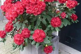 盆栽杜鹃花可四季赏花，管理抓牢4点，新手花友越养越上瘾图片