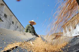 卖粮户的忠告：一些粮贩子想出各种损招来坑老百姓图片