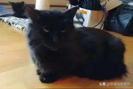 好心喂流浪猫，它却“拖家带口”找上门，女子笑翻：这是赖上了？图片