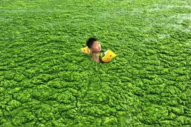 黄海逐渐变成“绿海”，大量浒苔覆盖海面，对人类有威胁吗？图片
