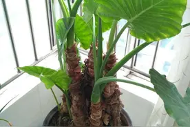 这3种花就是水罐子，直接泡在水里就能活，水添得勤快长势更好图片