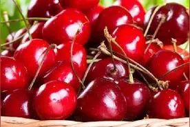 大樱桃果蝇防治方法图片