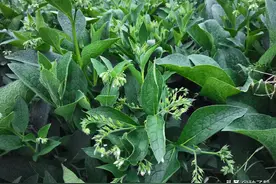 俄罗斯饲料菜养牛好吗？亩产40吨，能养几头牛？怎么喂不遭嫌弃？图片