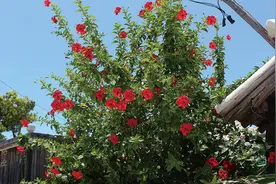 冲绳离岛好好玩！来一场八重山群岛跳岛之旅吧图片