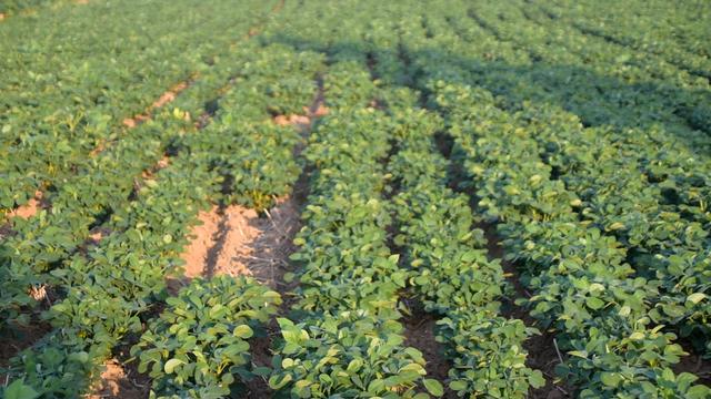 别再错误的用花生三遍药了，浪费钱还不高产，快来看看正确的方法