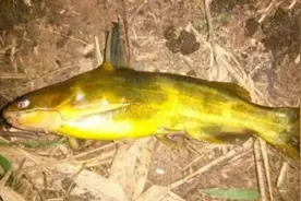 夜钓黄辣丁，可以试试这样打窝做钓，窝里的鱼越钓越多图片