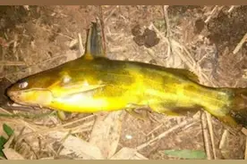 夜钓黄辣丁，可以试试这样打窝做钓，窝里的鱼越钓越多图片