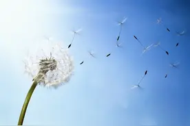 浅谈星座四大元素—风元素图片
