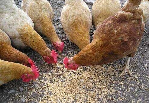 昆虫喂鸡效果好，本文教养鸡户4个人工育虫的妙招