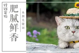 养一只很大很肥的猫，是什么体验？图片