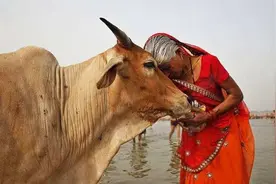 印度“神牛”身价2.4亿，为了陶冶心情，每天喝一瓶威士忌图片