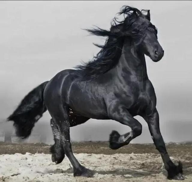 霸王项羽的神秘坐骑