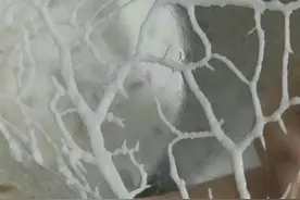 四川人唯一不忍心放辣椒的菜，鱼中上品、无刺，做法惊艳图片