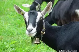 40多岁自创养殖新模式，年入100万如此简单，每个人都有机会成功图片