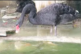 天鹅会喂鱼，成精了？真相原来是因为这样视频封面