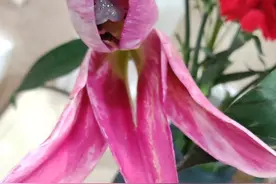 原创诗妹：香水百合图片
