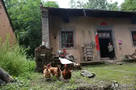 76岁奶奶留守秦岭大山，卖掉4只不下蛋的老母鸡，想买几只小鸡图片