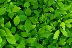 初中生物复习：生物圈中的绿色植物图片