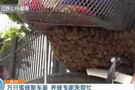 头皮发麻！万只蜜蜂聚集自行车篓 专家“一窝蜂”全收图片