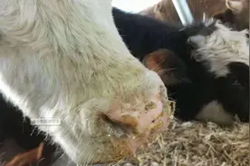 牛羊口蹄疫怎么办，如何治疗？成熟的治疗方案，建议收藏图片