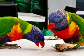 彩虹吸蜜鹦鹉喜欢偷吃咖啡馆糖包，天天吃会得糖尿病吗？图片