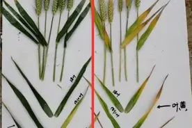 高温来袭，旗叶受害造成小麦减产严重，“4因素3方案”促进稳产图片