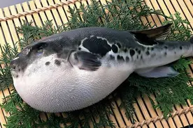 日本流行的河豚做成火锅和刺身，因为含有剧毒，所以价格这么贵图片