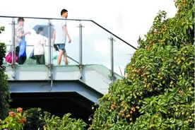 公园荔枝飘香，你知道它们最后到哪去了吗？图片