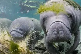 泰国海滩发现一只海骆驼，獠牙被人拔掉当护身符，腹中还怀着宝宝图片