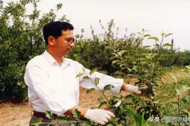 九月梨园管理要点｜|采收贮藏、早施基肥图片