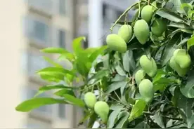 扩散周知！路边这种“芒果”千万别摘，半颗果子或可致命图片