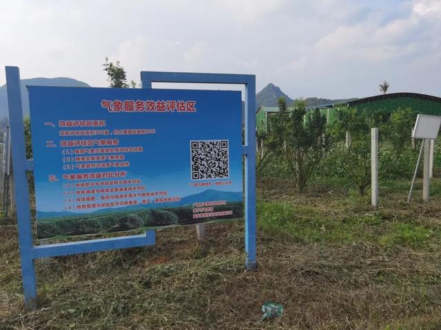 中国沃柑看武鸣！底气为何这么足？