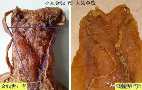 上等花胶图片 2026年上等花胶用什么鱼做的