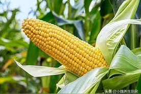 买玉米时，选“黄玉米”还是“白玉米”？菜农说漏嘴，别再买错了图片