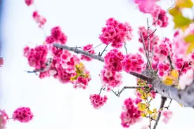 腾冲北海，十里又十里，浅浅相遇，寂静欢喜图片