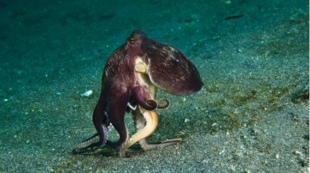 章鱼真的是外星生物？只有人类能通过的认知测试，它们竟轻松通过