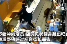 野猪窜进商场奶茶店 一路“飞檐走壁”吓得女店员惊叫连连图片