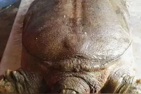 广东江门甲鱼泛滥！当地钓友反馈:下钩就咬，特别贪吃图片