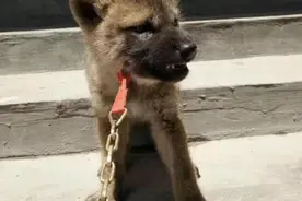 意外捡到一奶狗男子好心收养，朋友却发起忠告：我劝你现在就放图片