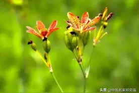 李孔定自创验方中部分草药简介图片