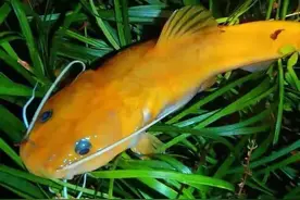 这种鱼大部分钓友都没见过，仅存在于南方地区，懂钓的人更少了！图片