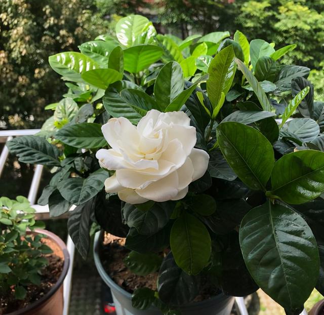 栀子花不适合家庭养？是你被“坑”了，它很好养，掌握技巧即可